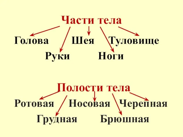 Части тела Голова Шея Туловище Руки Ноги Полости тела Ротовая Носовая Черепная Грудная Брюшная