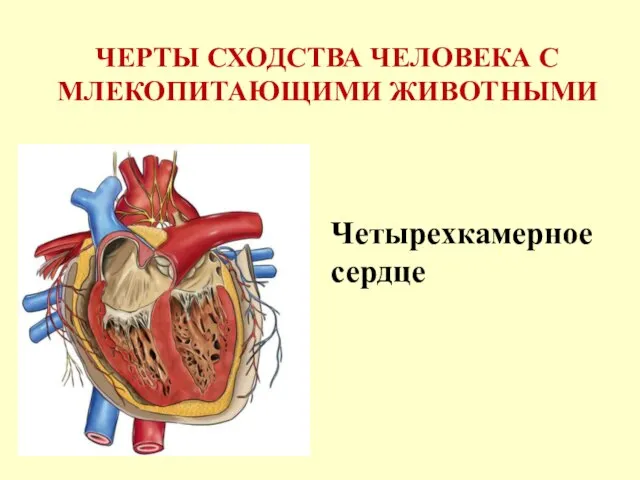 ЧЕРТЫ СХОДСТВА ЧЕЛОВЕКА С МЛЕКОПИТАЮЩИМИ ЖИВОТНЫМИ Четырехкамерное сердце