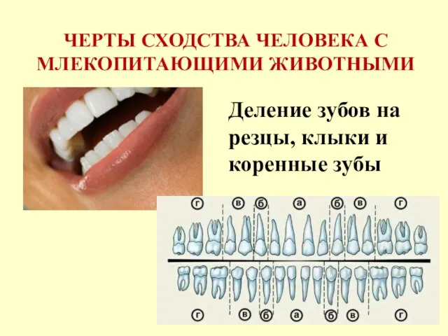 ЧЕРТЫ СХОДСТВА ЧЕЛОВЕКА С МЛЕКОПИТАЮЩИМИ ЖИВОТНЫМИ Деление зубов на резцы, клыки и коренные зубы