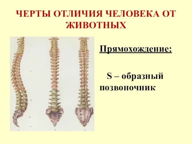 ЧЕРТЫ ОТЛИЧИЯ ЧЕЛОВЕКА ОТ ЖИВОТНЫХ Прямохождение: S – образный позвоночник