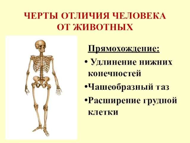 ЧЕРТЫ ОТЛИЧИЯ ЧЕЛОВЕКА ОТ ЖИВОТНЫХ Прямохождение: Удлинение нижних конечностей Чашеобразный таз Расширение грудной клетки