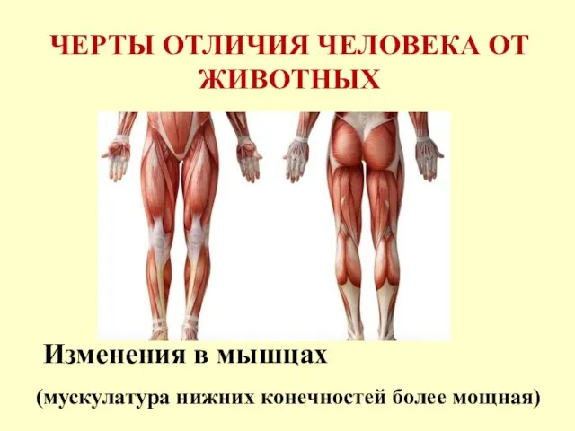 ЧЕРТЫ ОТЛИЧИЯ ЧЕЛОВЕКА ОТ ЖИВОТНЫХ Изменения в мышцах (мускулатура нижних конечностей более мощная)