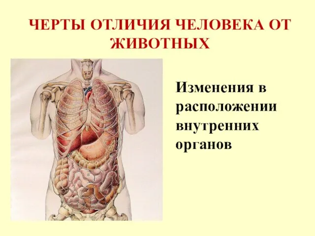 ЧЕРТЫ ОТЛИЧИЯ ЧЕЛОВЕКА ОТ ЖИВОТНЫХ Изменения в расположении внутренних органов