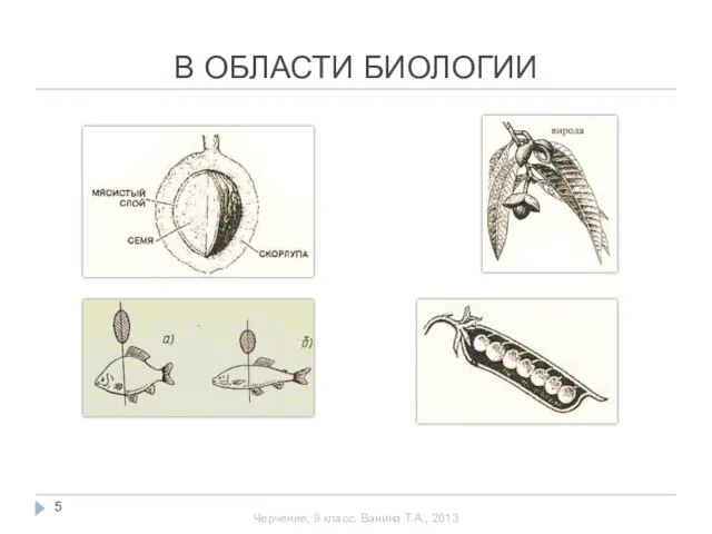 В ОБЛАСТИ БИОЛОГИИ Черчение, 9 класс. Ванина Т.А., 2013