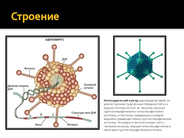 Строение Икосаэдрический капсид аденовирусов имеет 20 равносторонних треугольных поверхностей и 12 вершин.