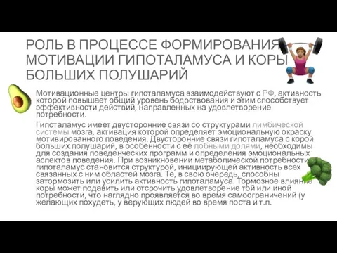 РОЛЬ В ПРОЦЕССЕ ФОРМИРОВАНИЯ МОТИВАЦИИ ГИПОТАЛАМУСА И КОРЫ БОЛЬШИХ ПОЛУШАРИЙ Мотивационные центры