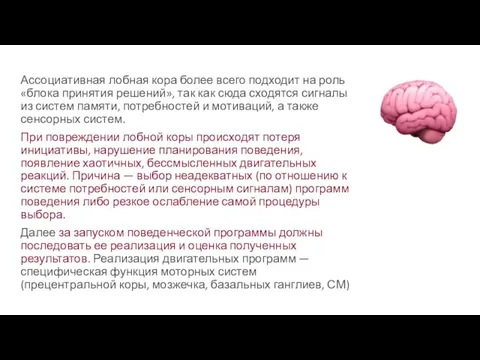 Ассоциативная лобная кора более всего подходит на роль «блока принятия решений», так