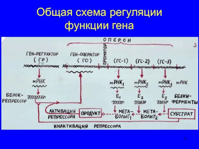 Общая схема регуляции функции гена