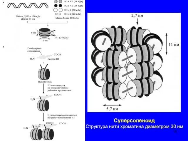 Суперcоленоид Структура нити хроматина диаметром 30 нм
