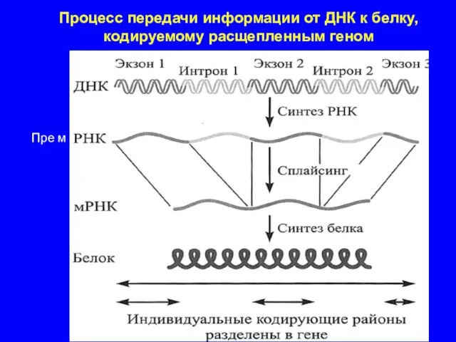 Процесс передачи информации от ДНК к белку, кодируемому расщепленным геном Пре м