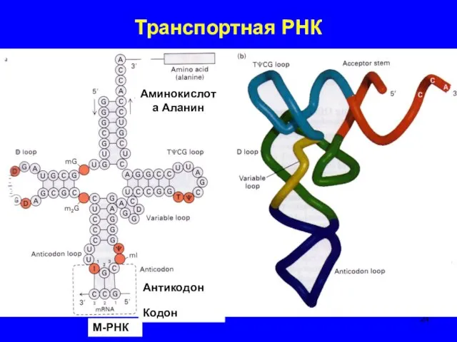 Антикодон Кодон М-РНК Аминокислота Аланин Транспортная РНК