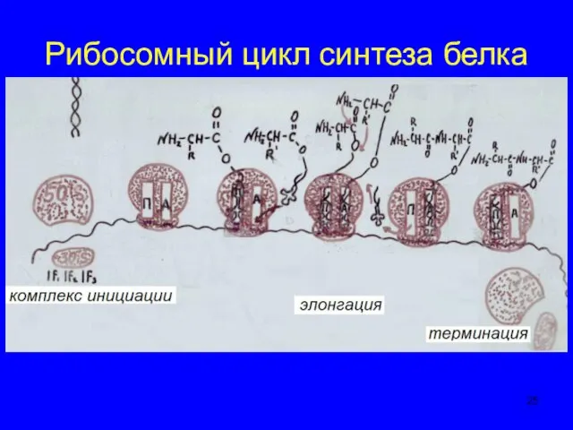 Рибосомный цикл синтеза белка инициация элонгация терминация