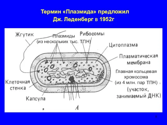 Термин «Плазмида» предложил Дж. Леденберг в 1952г Плазмиды (из нескольких тыс. ТПН)