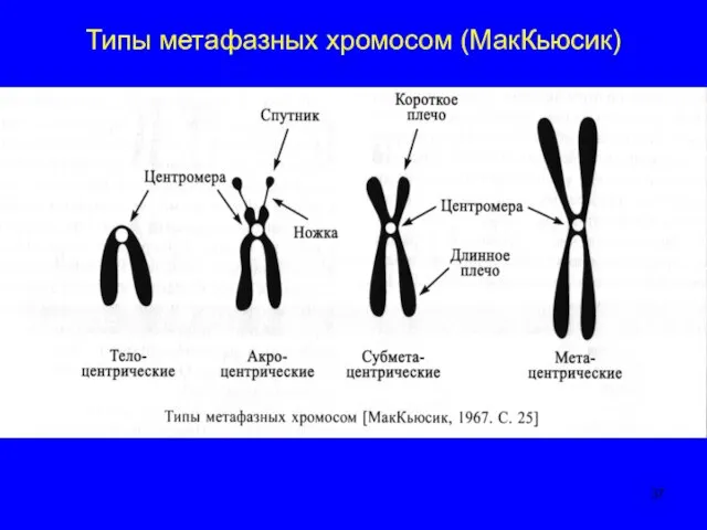 Типы метафазных хромосом (МакКьюсик)