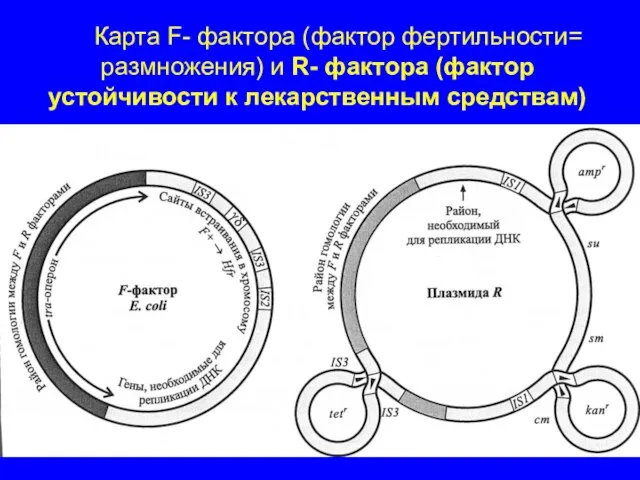 Карта F- фактора (фактор фертильности= размножения) и R- фактора (фактор устойчивости к лекарственным средствам)