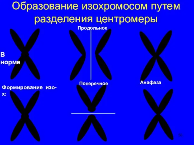 Образование изохромосом путем разделения центромеры В норме Формирование изо-х: Продольное Поперечное Анафаза