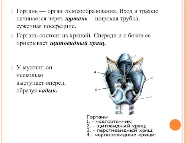 Гортань — орган голосообразования. Вход в трахею начинается через гортань - широкая