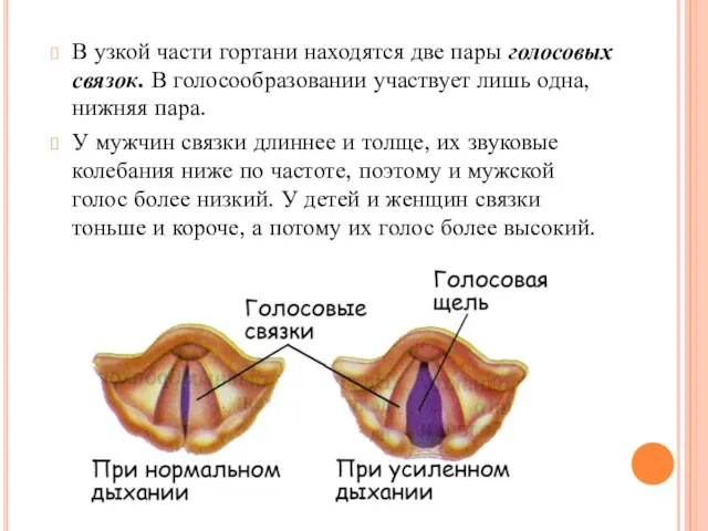 В узкой части гортани находятся две пары голосовых связок. В голосообразовании участвует