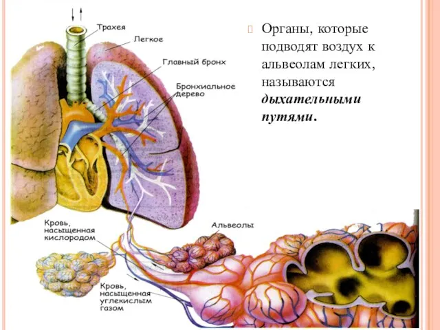 Органы, которые подводят воздух к альвеолам легких, называются дыхательными путями.