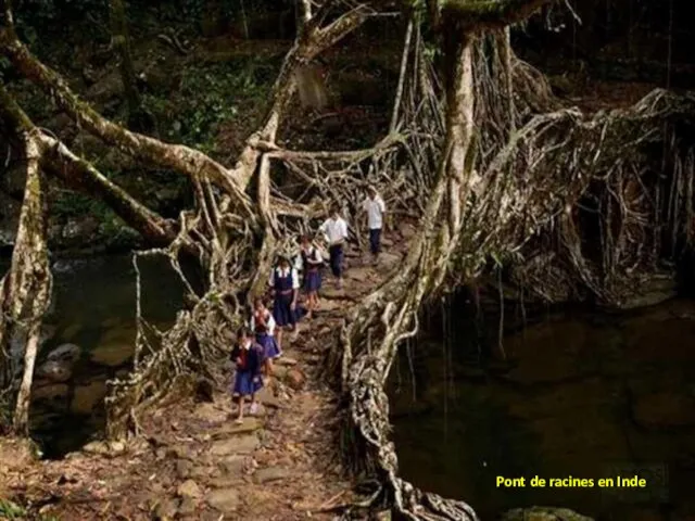 Pont de racines en Inde