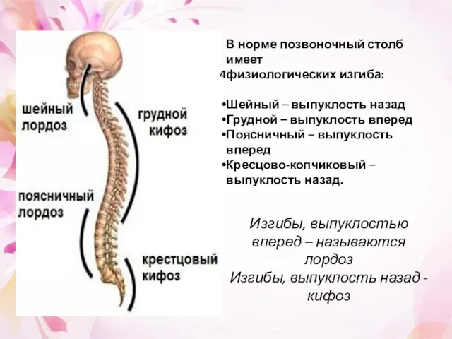 В норме позвоночный столб имеет физиологических изгиба: Шейный – выпуклость назад Грудной