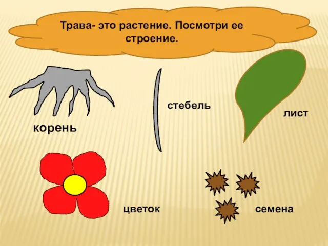 Трава- это растение. Посмотри ее строение. корень стебель лист цветок семена