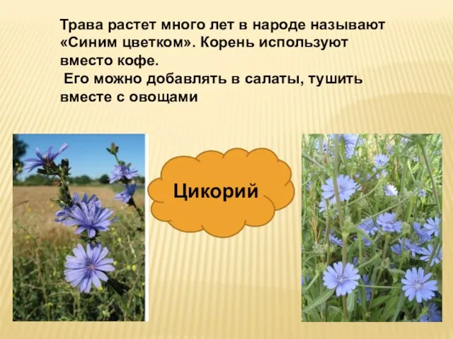 Трава растет много лет в народе называют «Синим цветком». Корень используют вместо