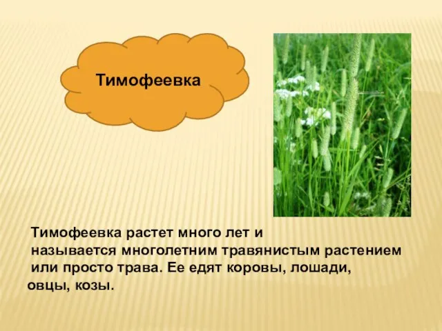 Тимофеевка растет много лет и называется многолетним травянистым растением или просто трава.