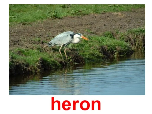 heron