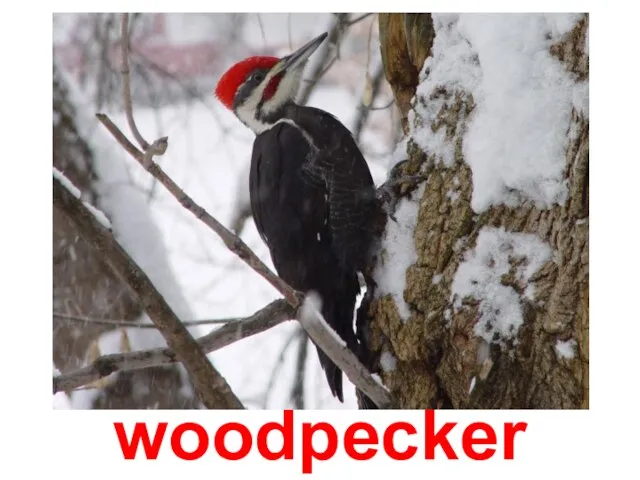 woodpecker