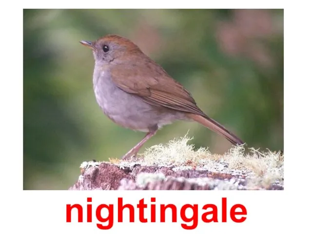 nightingale