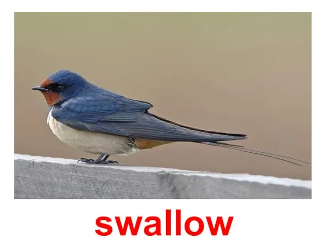 swallow