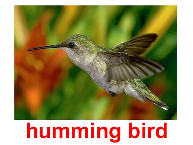 humming bird