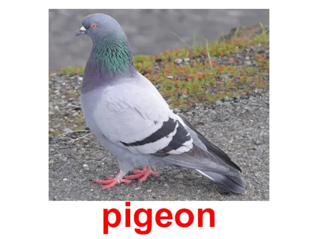 pigeon