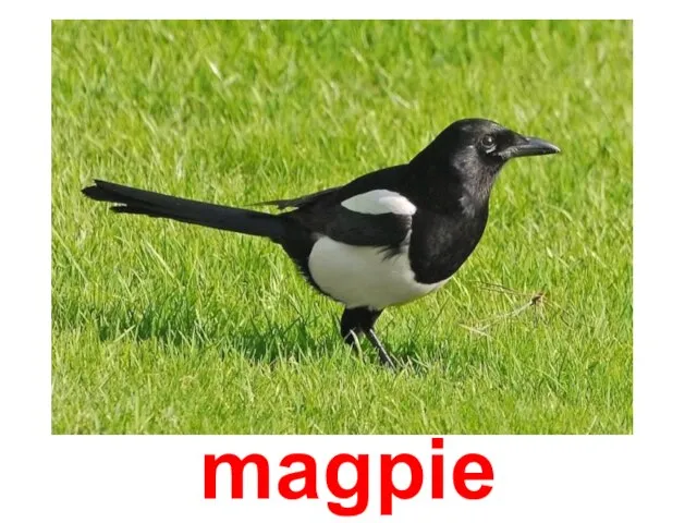 Сорока magpie