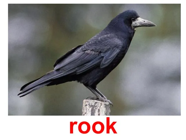 rook