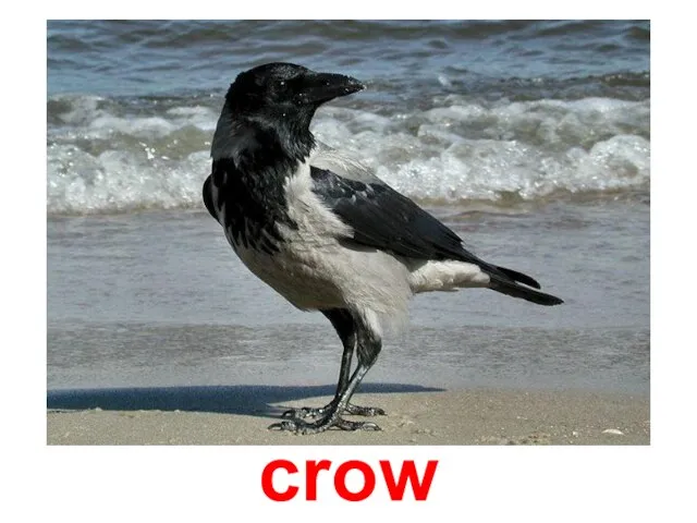 crow