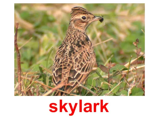 skylark