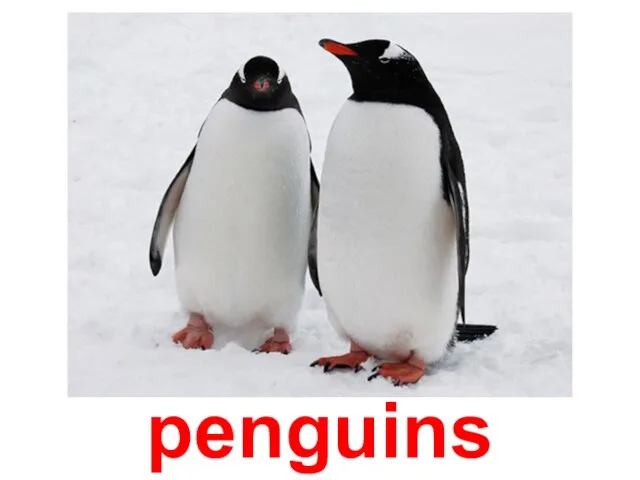 penguins