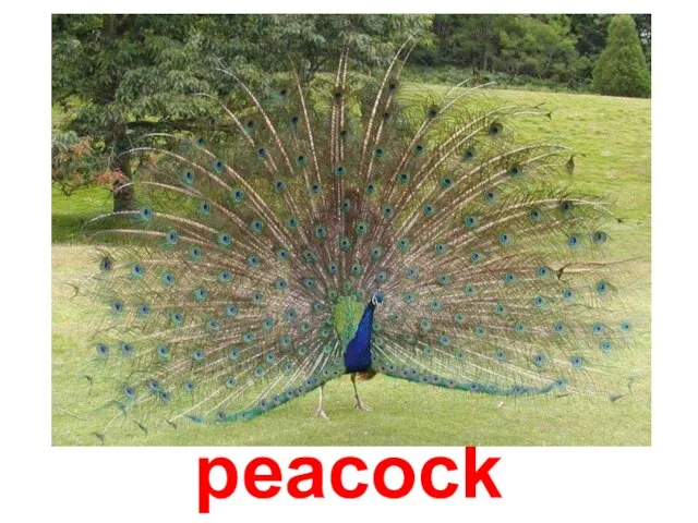 peacock