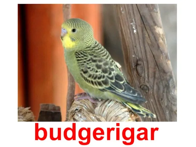 budgerigar