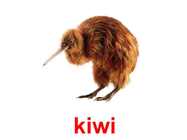 kiwi