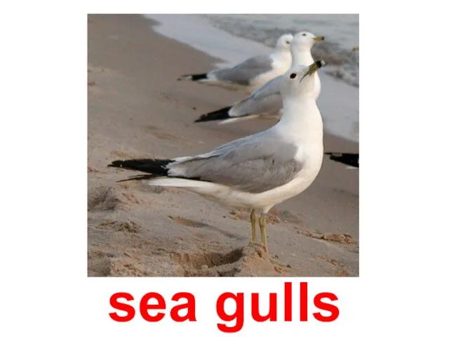 sea gulls