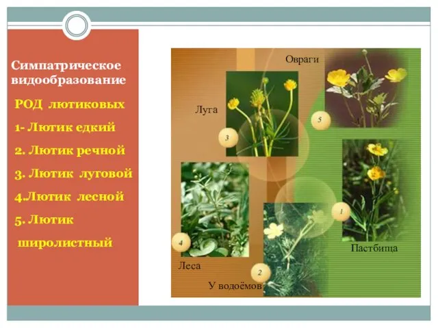 Симпатрическое видообразование РОД лютиковых 1- Лютик едкий 2. Лютик речной 3. Лютик