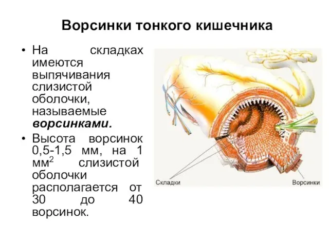 Ворсинки тонкого кишечника На складках имеются выпячивания слизистой оболочки, называемые ворсинками. Высота