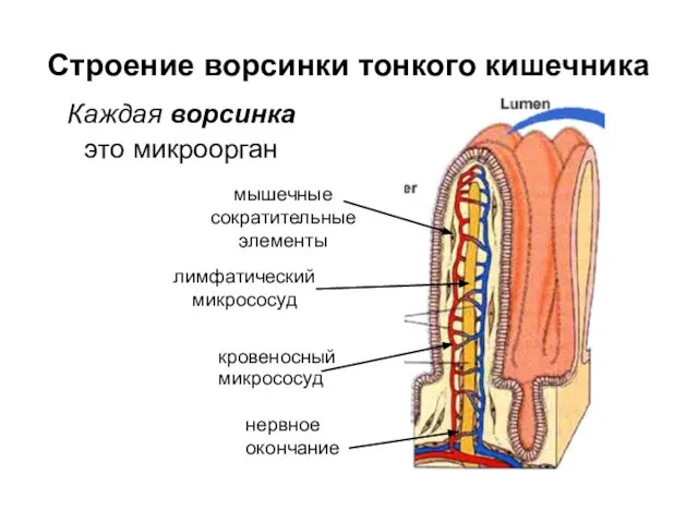 Строение ворсинки тонкого кишечника Каждая ворсинка это микроорган мышечные сократительные элементы кровеносный