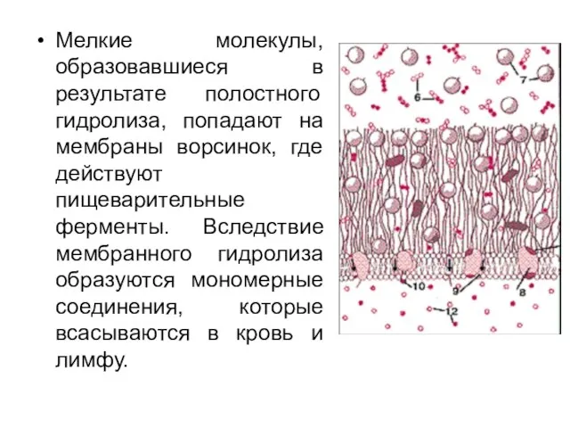 Мелкие молекулы, образовавшиеся в результате полостного гидролиза, попадают на мембраны ворсинок, где