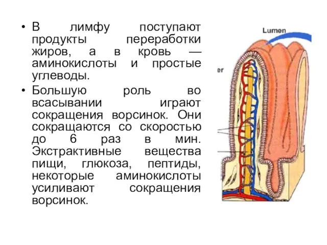 В лимфу поступают продукты переработки жиров, а в кровь — аминокислоты и