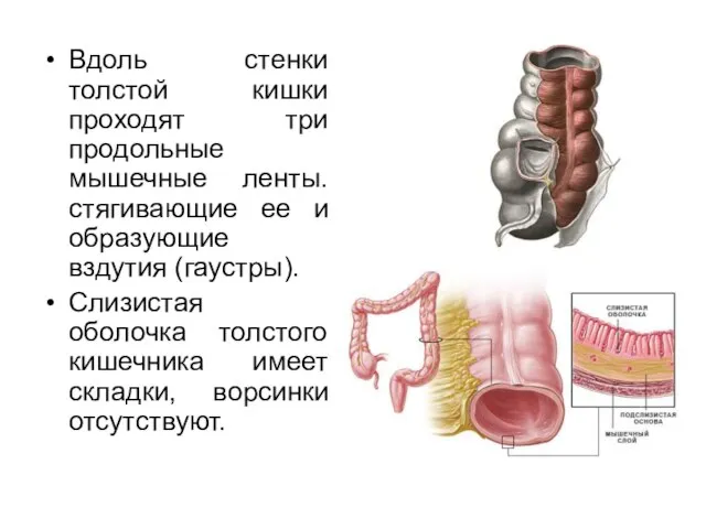 Вдоль стенки толстой кишки проходят три продольные мышечные ленты. стягивающие ее и