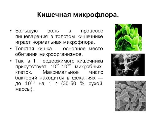 Кишечная микрофлора. Большую роль в процессе пищеварения в толстом кишечнике играет нормальная